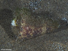 Conus canariensis