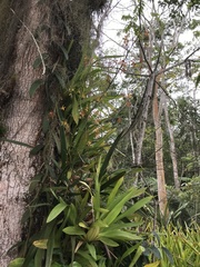 Encyclia patens