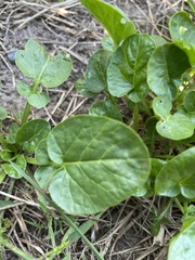Barbarea vulgaris
