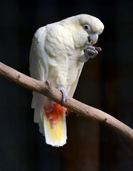 Red-Vented Cockatoo photo 1