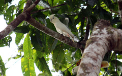 Red-Vented Cockatoo photo 4