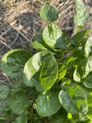 Barbarea vulgaris