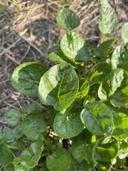 Barbarea vulgaris