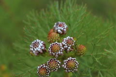 Serruria foeniculacea