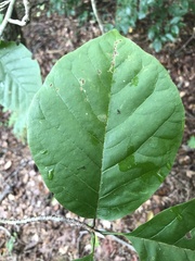 Styrax grandifolius