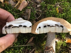 Oxyporus