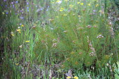 Serruria foeniculacea