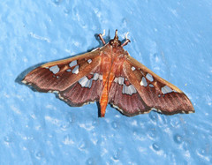 Phostria
