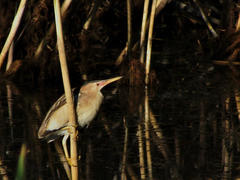 Ixobrychus minutus minutus