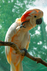 Salmon-Crested Cockatoo photo 3