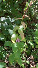 Campanula rapunculoides