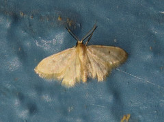 Idaea minuta