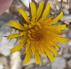 Berkheya cruciata cruciata