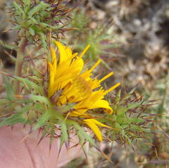 Berkheya cruciata cruciata
