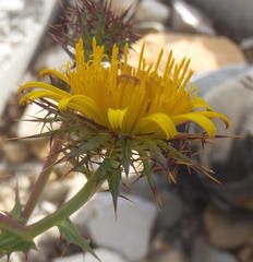 Berkheya cruciata cruciata