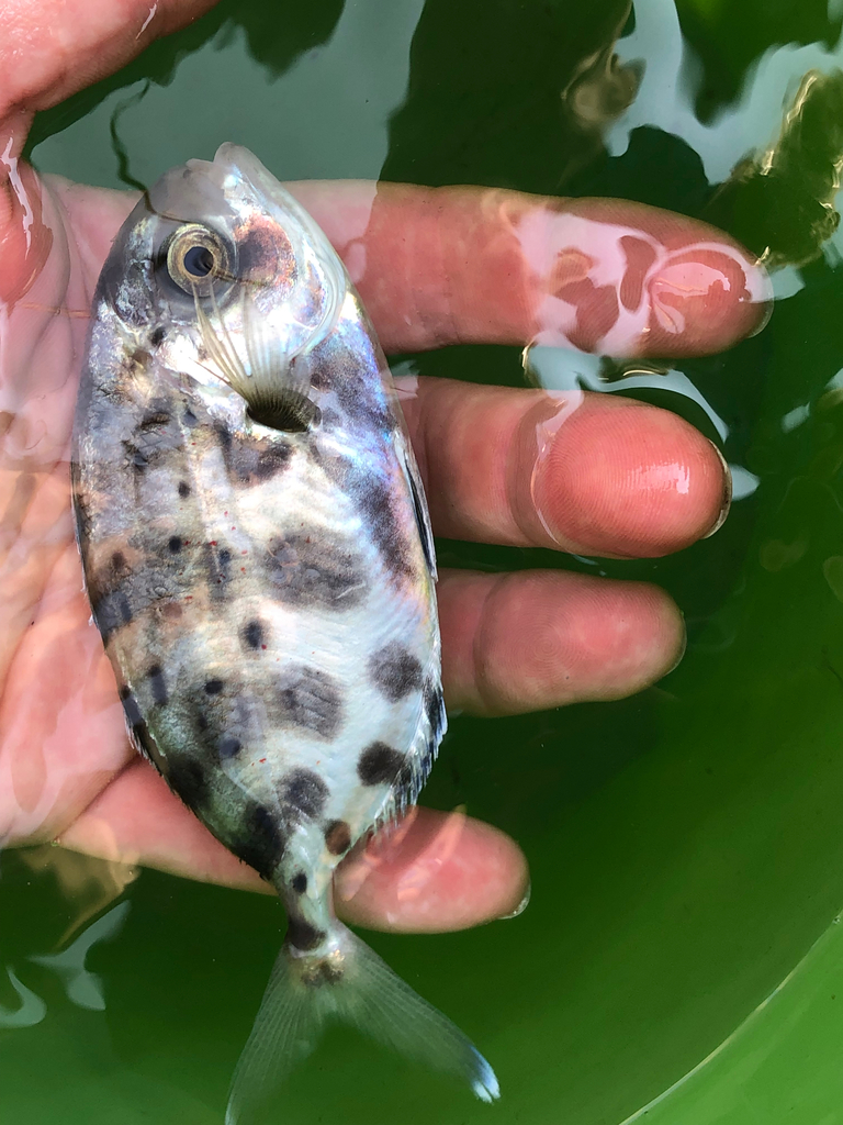 Spotted Driftfish