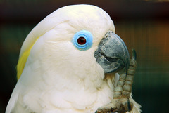 Blue-Eyed Cockatoo photo 3