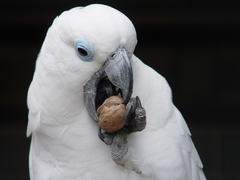 Blue-Eyed Cockatoo photo 2