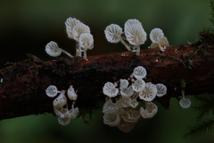 Resinomycena saccharifera