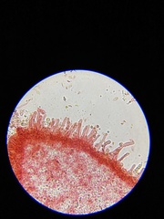 Resinomycena saccharifera