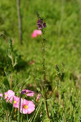 Diascia parviflora