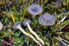 Cuphophyllus cinerellus