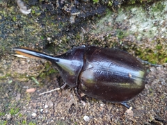 Dynastes septentrionalis