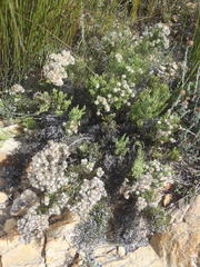 Dolichothrix ericoides