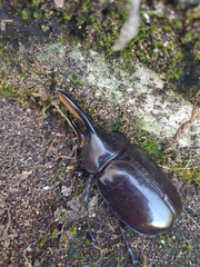 Dynastes septentrionalis