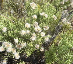 Dolichothrix ericoides