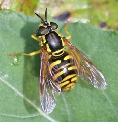 Chrysotoxum pubescens
