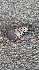 Lycorma delicatula