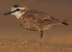 Charadrius marginatus arenaceus