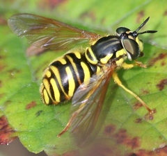 Chrysotoxum pubescens