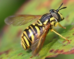 Chrysotoxum pubescens