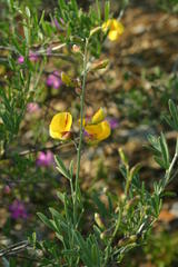 Calobota cytisoides