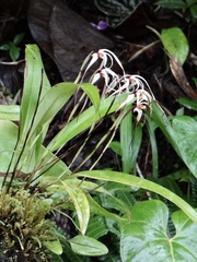 Maxillariinae