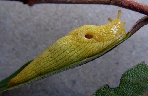 African Banana Slug