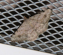 Frederickia disparcata