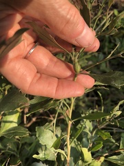 Neolasioptera lathami