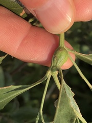 Neolasioptera lathami