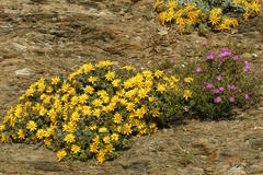 Berkheya cuneata