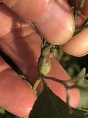 Neolasioptera lathami