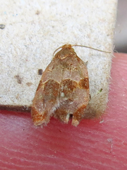 Clepsis listerana