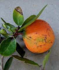 Salacia kraussii