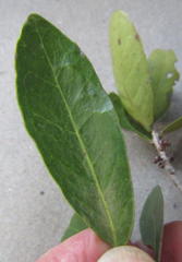 Salacia kraussii