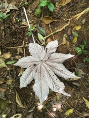 Cecropia obtusifolia