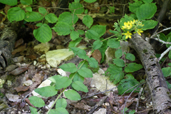 Lysimachia verticillaris