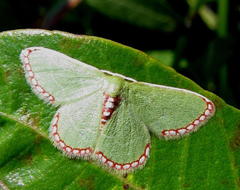 Allochrostes impunctata