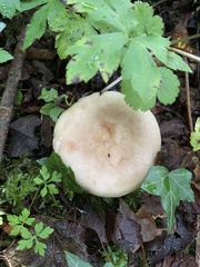 Lactarius pyrogalus